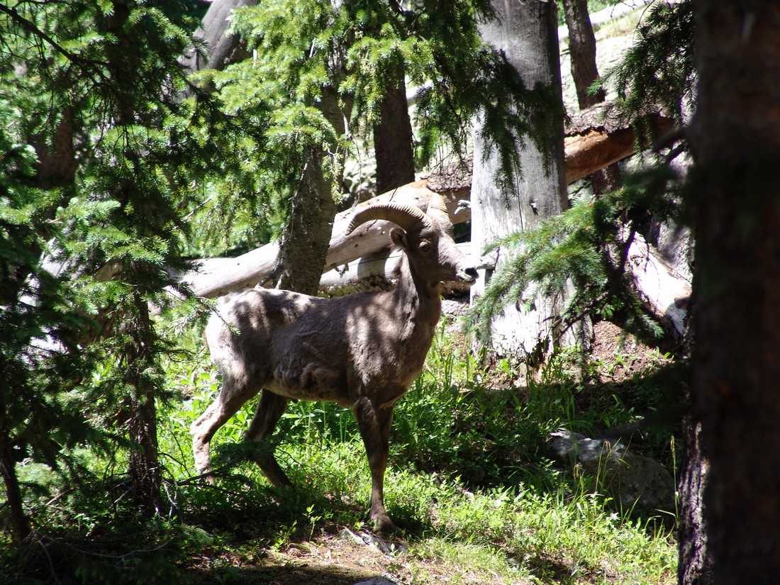 Bighorn sheep 6